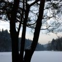 Stromy - výstava