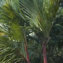 mauritius-134.jpg