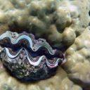 mauritius-235.jpg