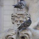 roma-007.jpg