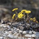 kvetiny-011.jpg