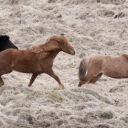 island_2012-0318.jpg
